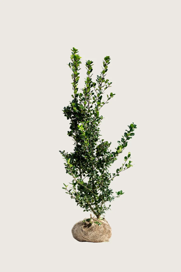 Pihaorjanlaakeri Blue Prince 100cm Hyvin tuuhea | Plantinavia