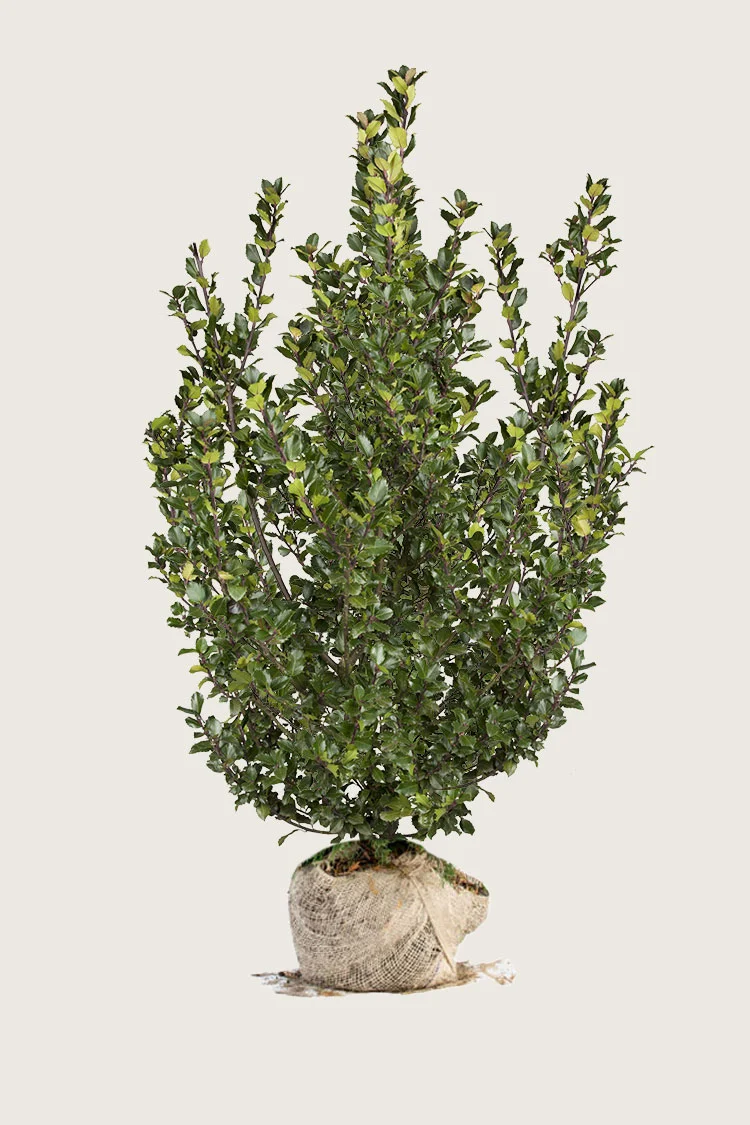 Pihaorjanlaakeri Blue Prince 225cm Hyvin tuuhea | Plantinavia