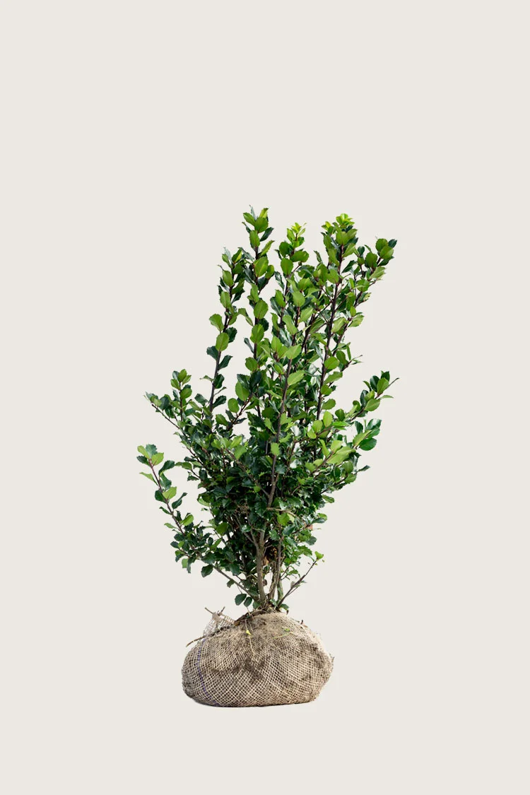Pihaorjanlaakeri Blue Prince 40cm Hyvin tuuhea | Plantinavia