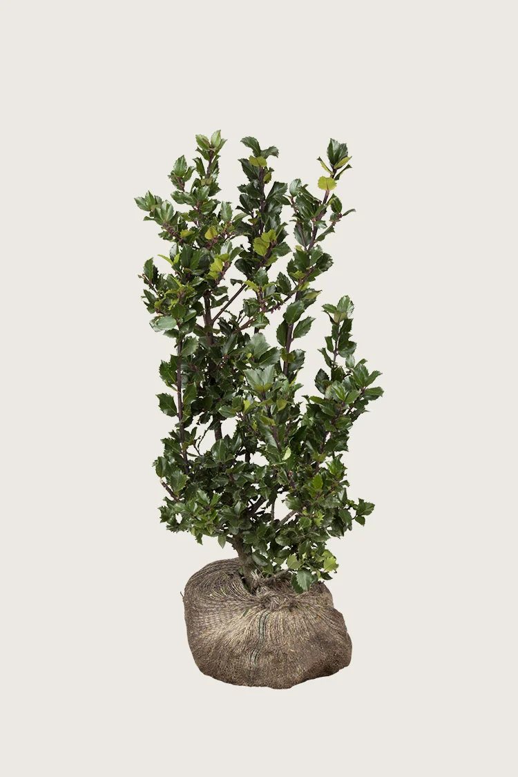 Pihaorjanlaakeri Blue Prince 100cm Tuuhea | Plantinavia