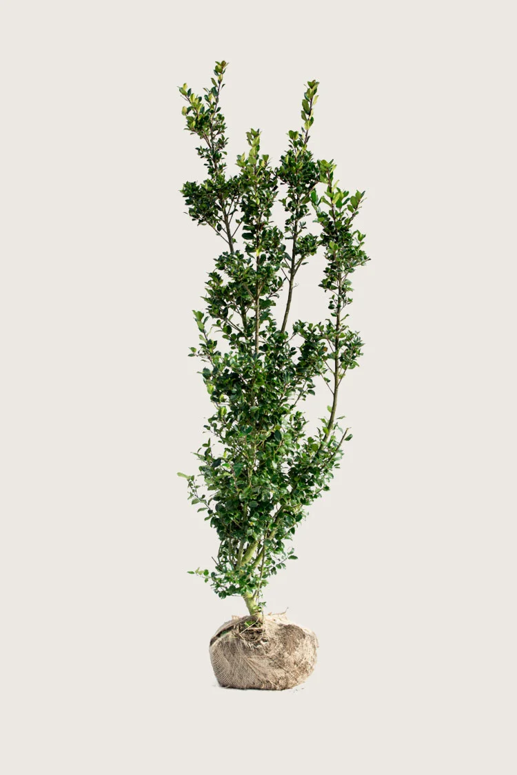 Pihaorjanlaakeri Blue Prince 250cm Tuuhea | Plantinavia
