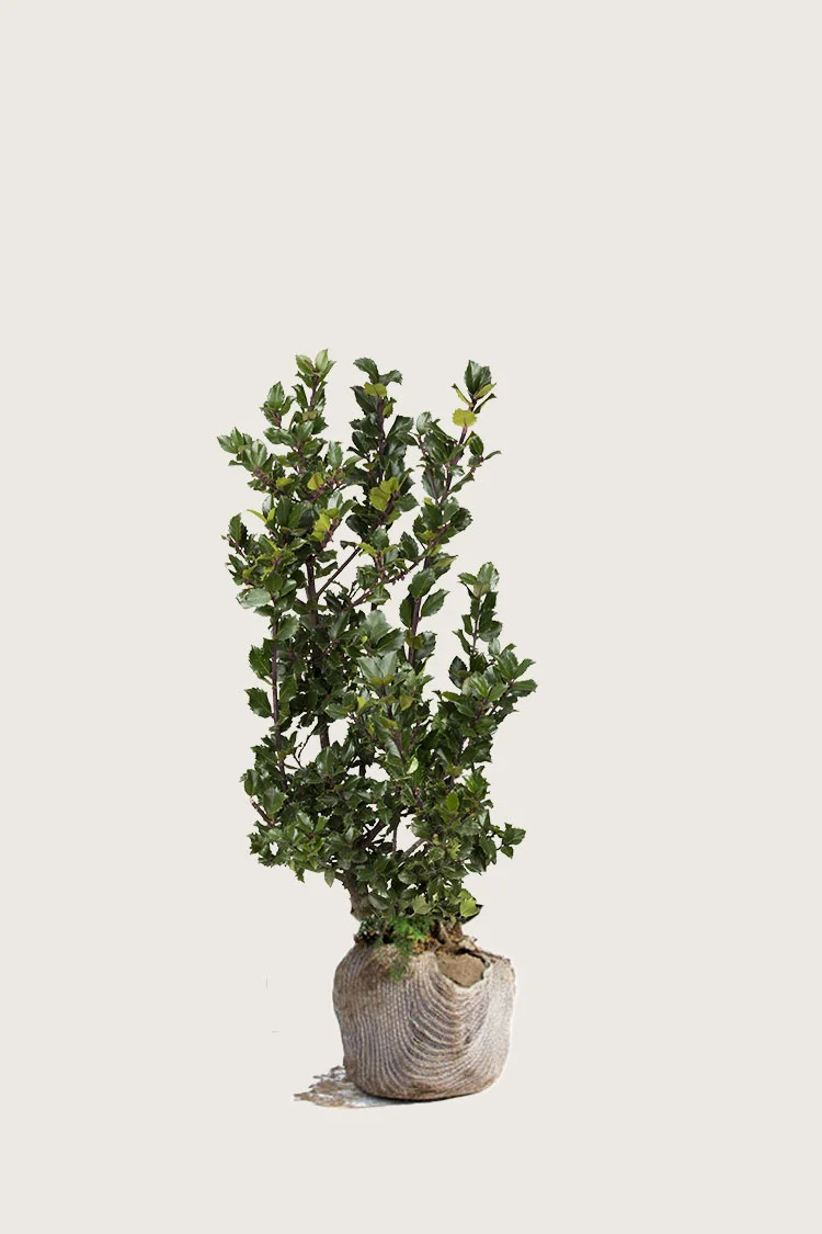 Pihaorjanlaakeri Blue Prince 80cm Tuuhea | Plantinavia