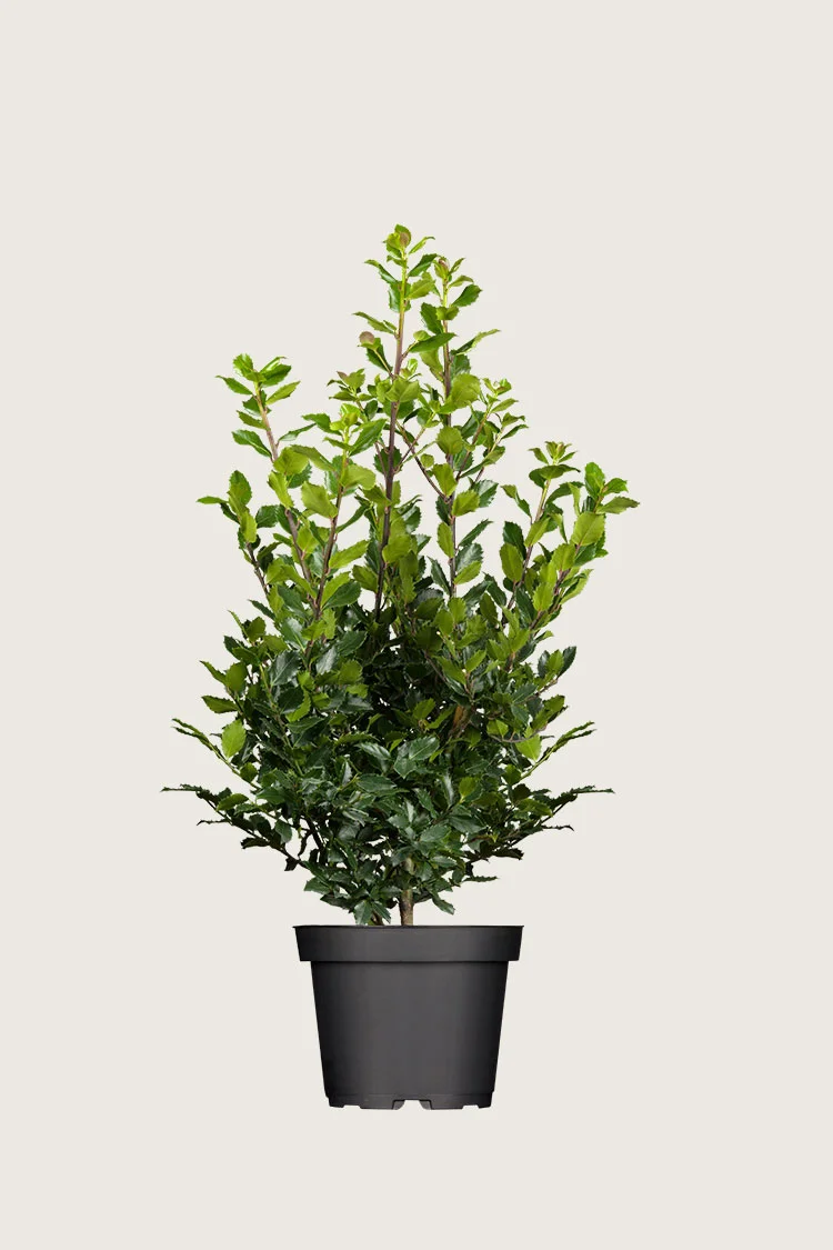 Pihaorjanlaakeri Blue Prince 175cm Hyvin tuuhea | Plantinavia