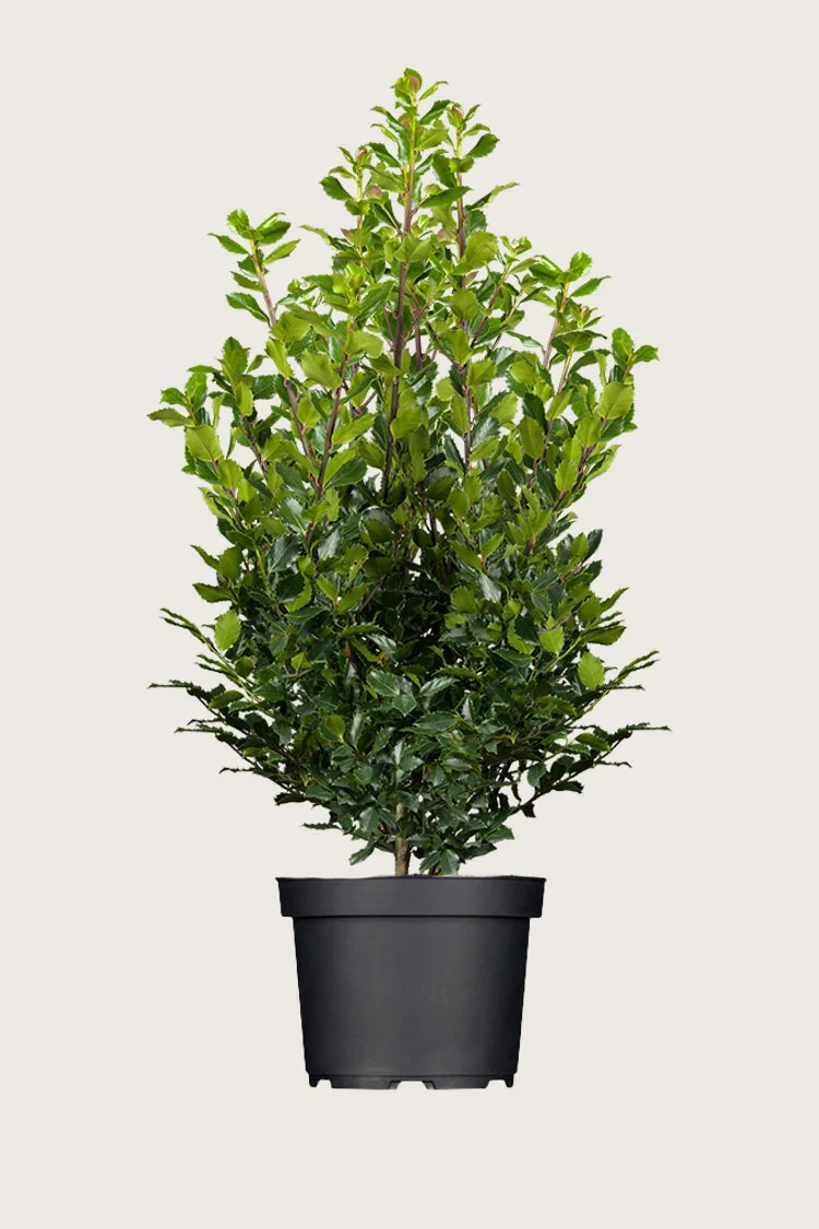 Pihaorjanlaakeri Blue Prince 300cm Hyvin tuuhea | Plantinavia