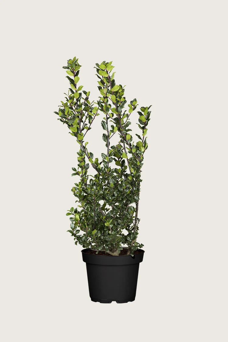 Pihaorjanlaakeri Blue Prince 150cm Tuuhea | Plantinavia