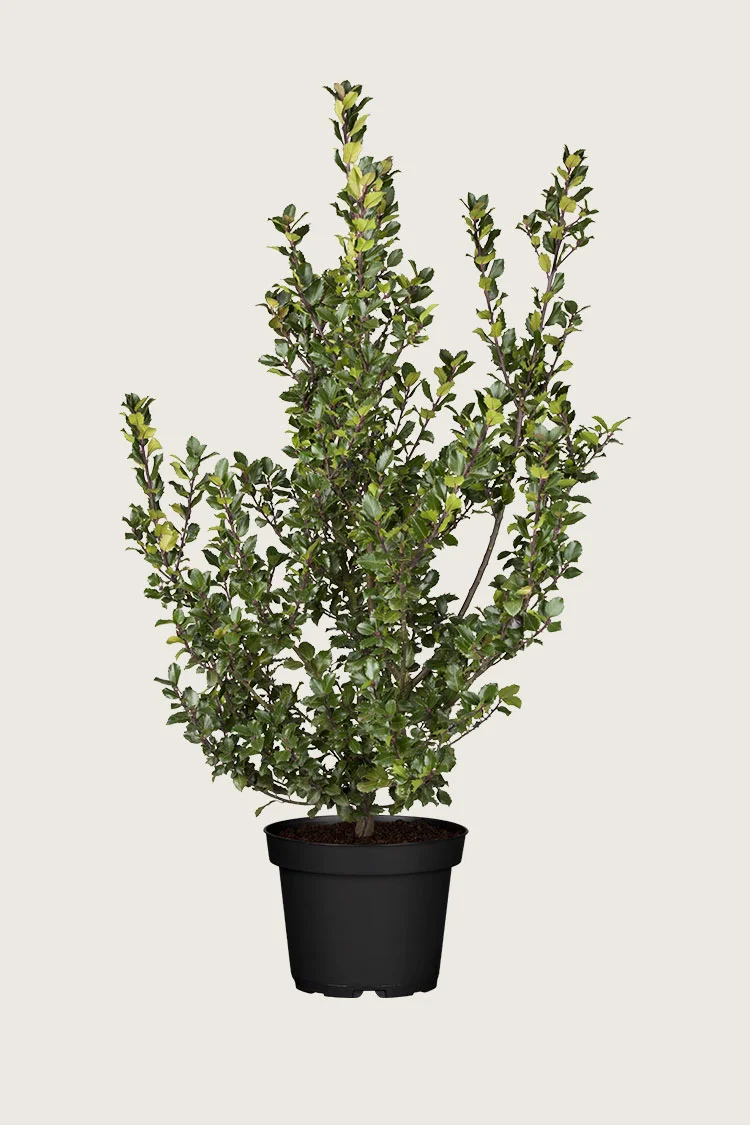 Pihaorjanlaakeri Blue Prince 225cm Tuuhea | Plantinavia
