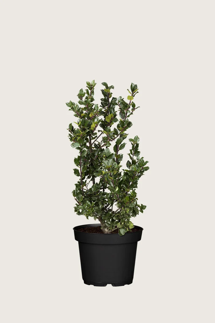 Pihaorjanlaakeri Blue Prince 60cm Tuuhea | Plantinavia