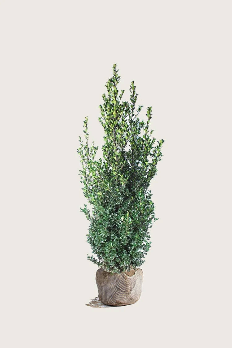 Pihaorjanlaakeri Heckenfee 125cm Hyvin tuuhea | Plantinavia