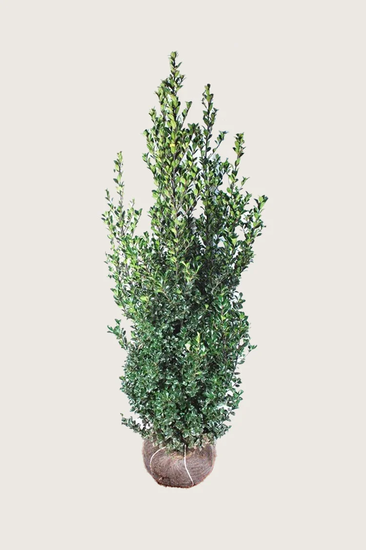 Pihaorjanlaakeri Heckenfee 300cm Hyvin tuuhea | Plantinavia