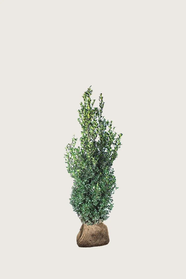 Pihaorjanlaakeri Heckenfee 40cm Hyvin tuuhea | Plantinavia