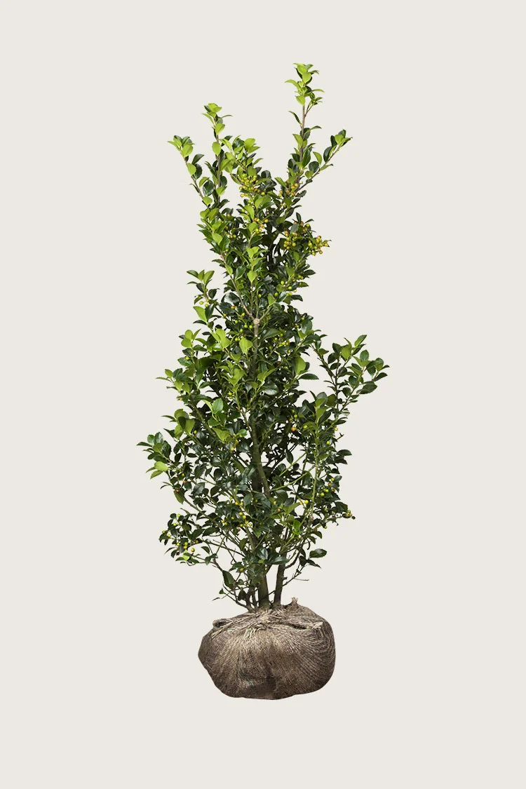 Pihaorjanlaakeri Heckenfee 300cm Tuuhea | Plantinavia