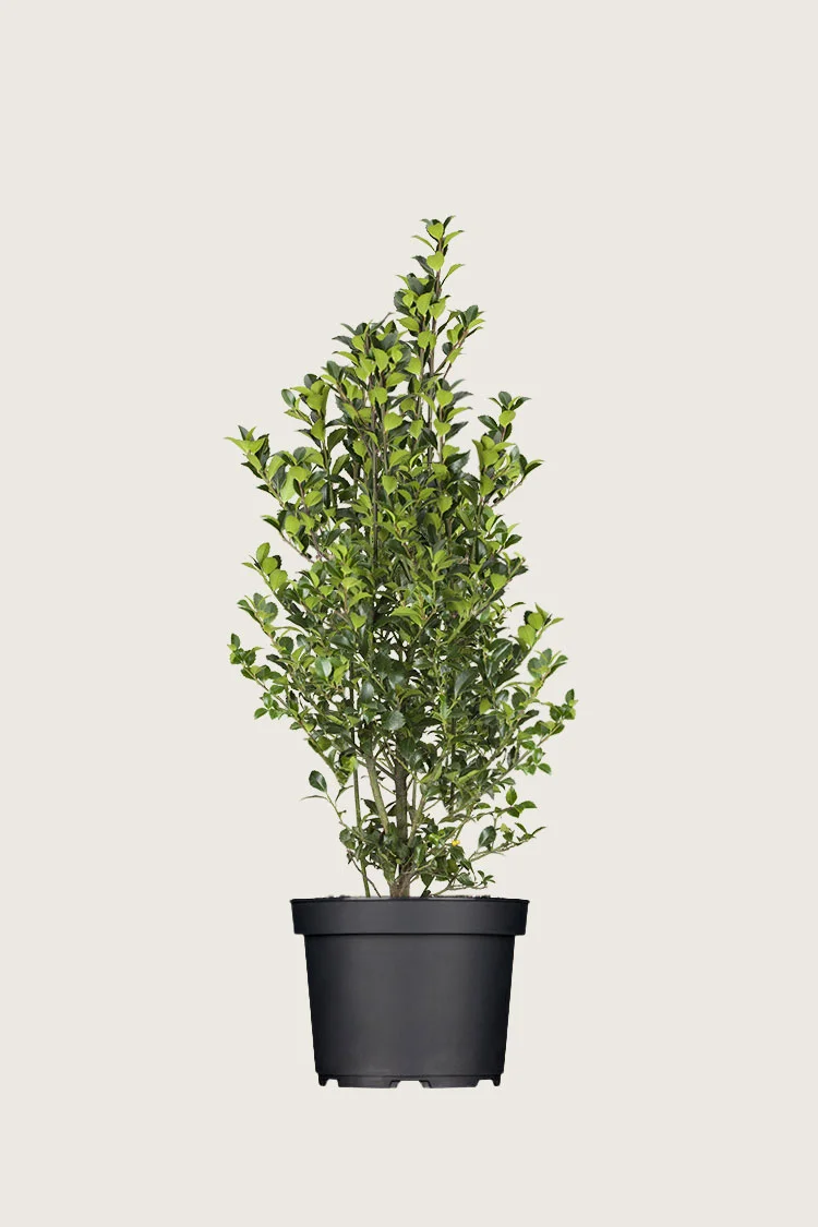 Pihaorjanlaakeri Heckenfee 100cm Hyvin tuuhea | Plantinavia