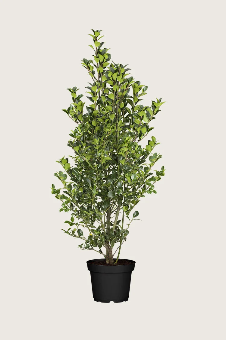 Pihaorjanlaakeri Heckenfee 250cm Hyvin tuuhea | Plantinavia