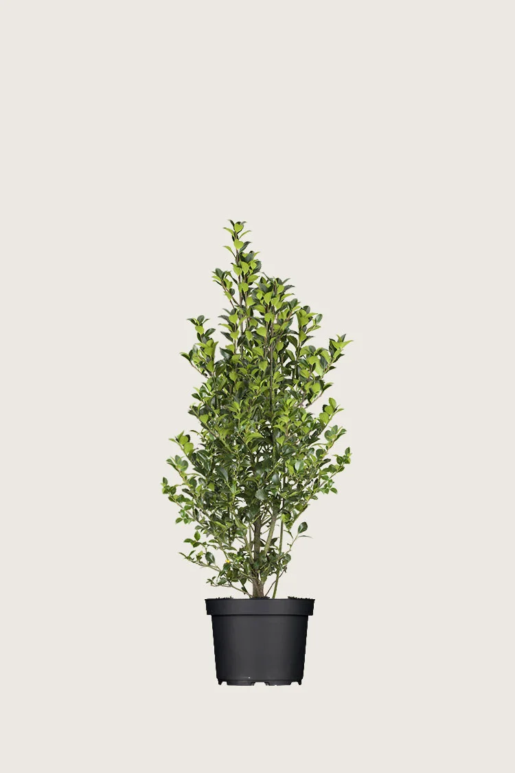 Pihaorjanlaakeri Heckenfee 60cm Hyvin tuuhea | Plantinavia
