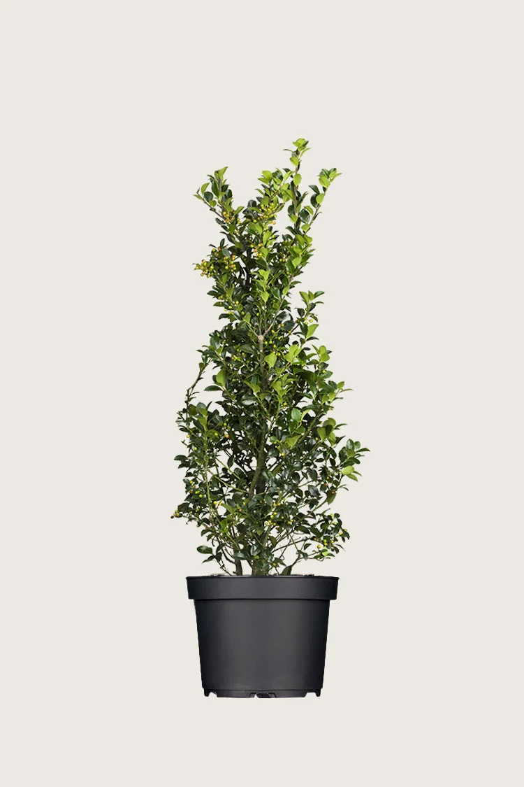 Pihaorjanlaakeri Heckenfee 100cm Tuuhea | Plantinavia