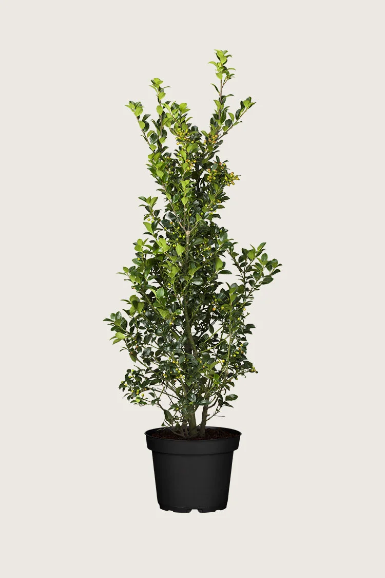 Pihaorjanlaakeri Heckenfee 250cm Tuuhea | Plantinavia