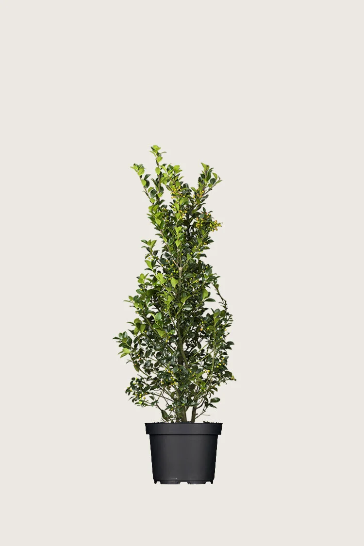 Pihaorjanlaakeri Heckenfee 80cm Tuuhea | Plantinavia