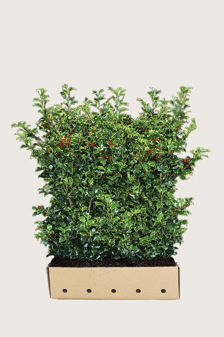 Pihaorjanlaakeri Heckenfee 120cm Hyvin tuuhea | Plantinavia