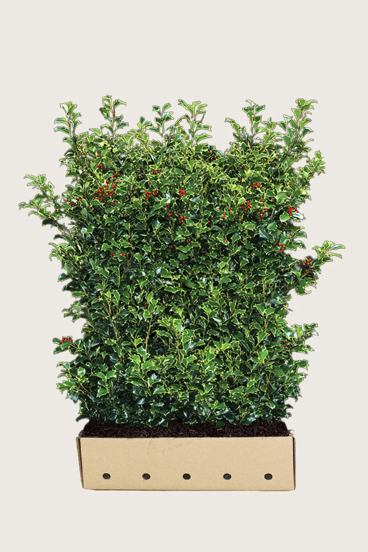 Pihaorjanlaakeri Heckenfee 200cm Hyvin tuuhea | Plantinavia