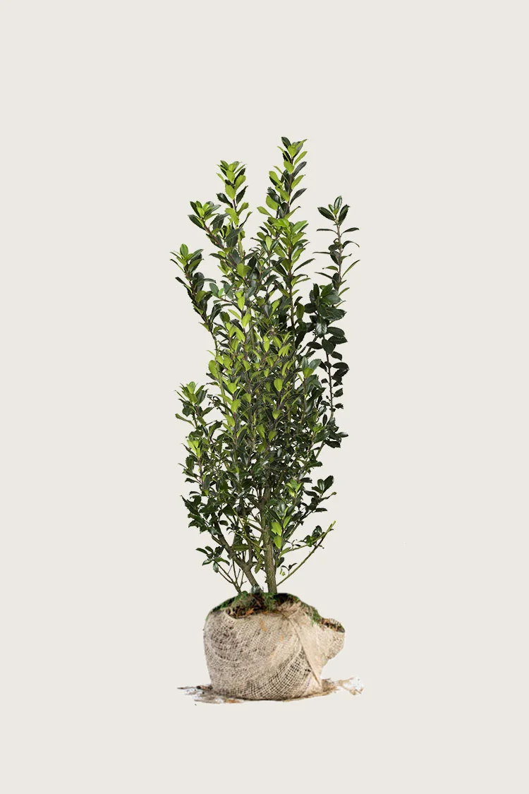 Pihaorjanlaakeri Heckenpracht 125cm Hyvin tuuhea | Plantinavia