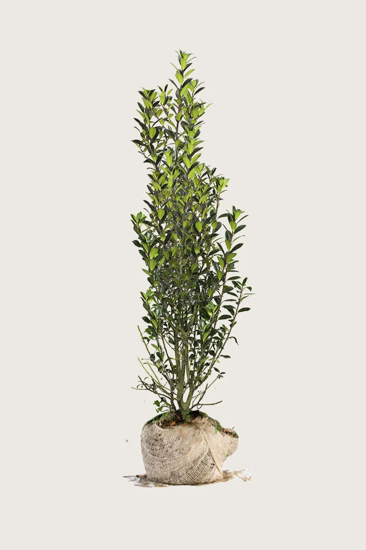 Pihaorjanlaakeri Heckenpracht 225cm Hyvin tuuhea | Plantinavia
