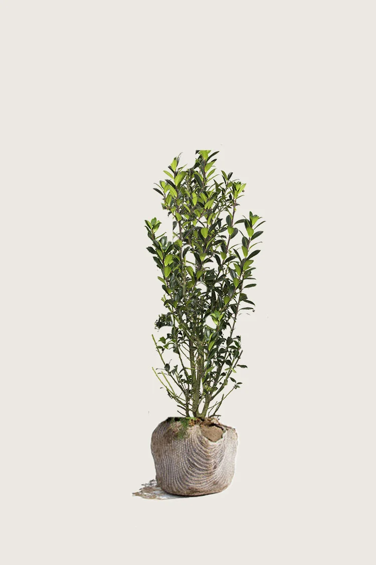 Pihaorjanlaakeri Heckenpracht 40cm Hyvin tuuhea | Plantinavia