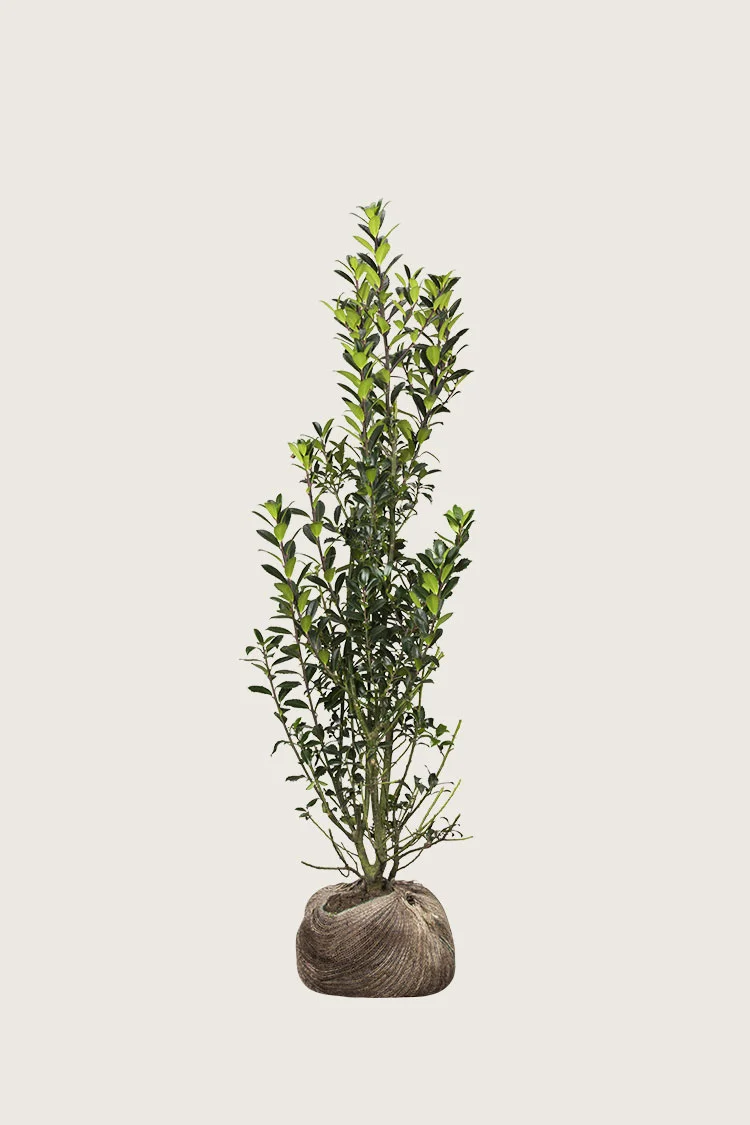 Pihaorjanlaakeri Heckenpracht 150cm Tuuhea | Plantinavia