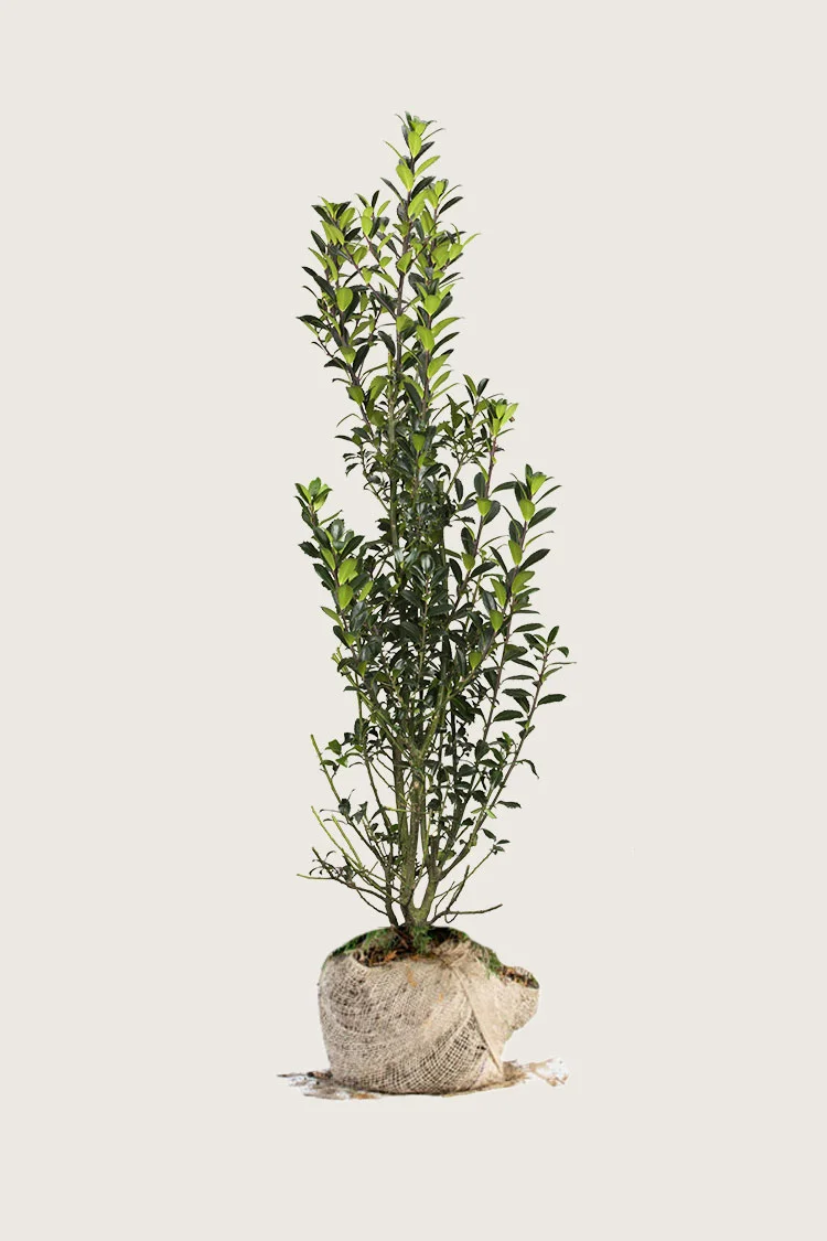 Pihaorjanlaakeri Heckenpracht 250cm Tuuhea | Plantinavia