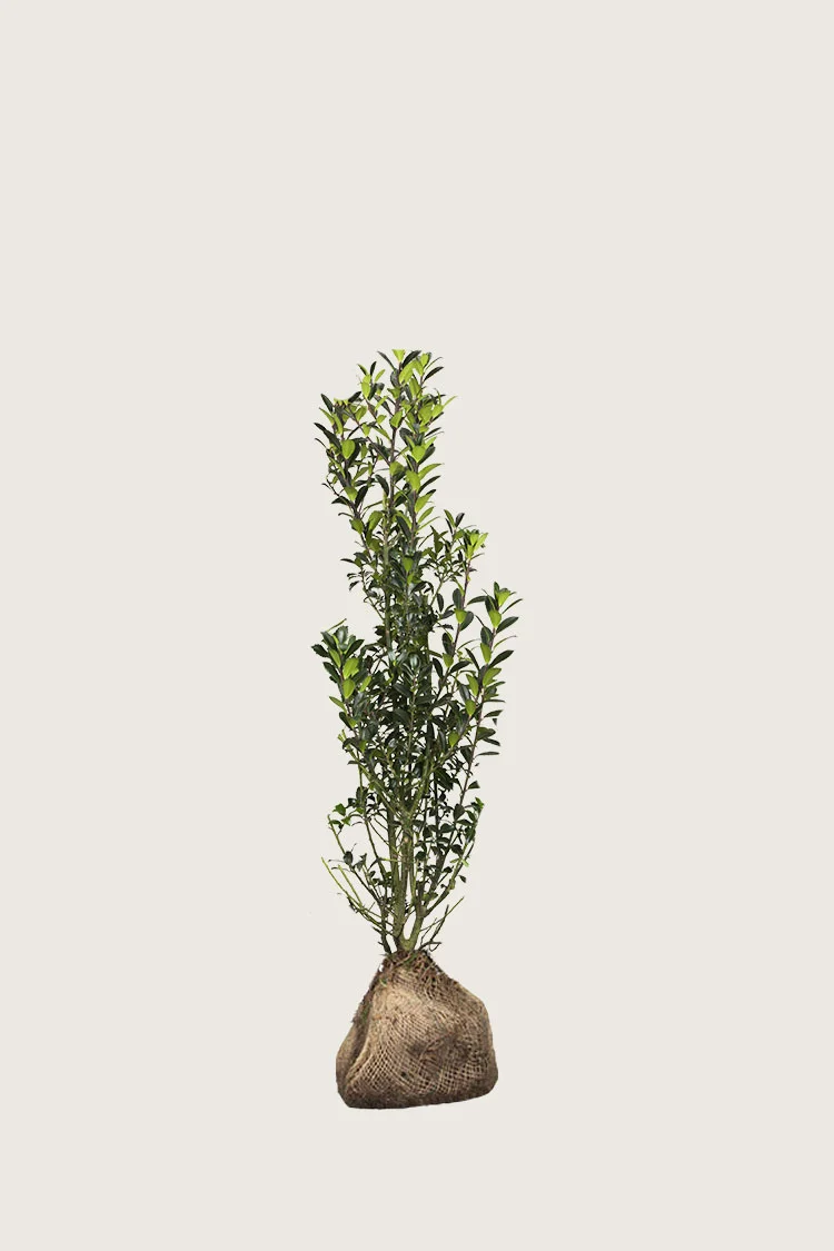 Pihaorjanlaakeri Heckenpracht 40cm Tuuhea | Plantinavia