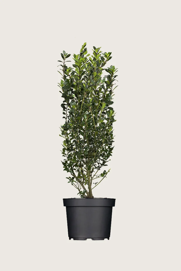 Pihaorjanlaakeri Heckenpracht 125cm Hyvin tuuhea | Plantinavia