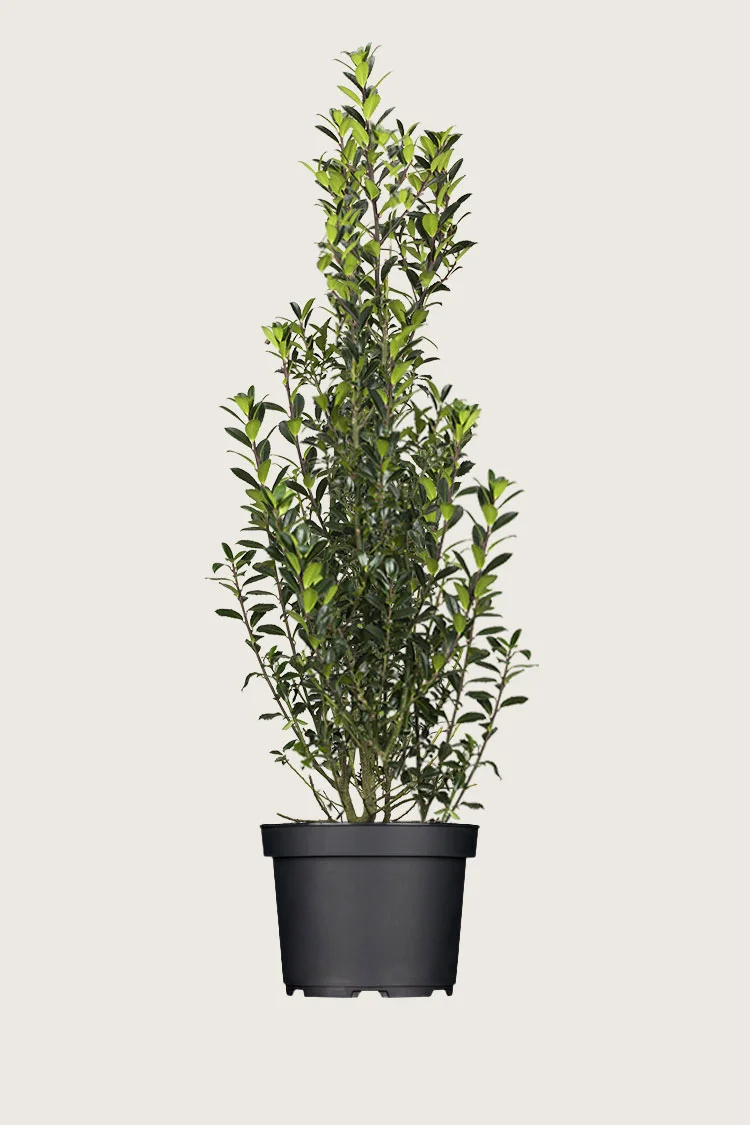 Pihaorjanlaakeri Heckenpracht 225cm Hyvin tuuhea | Plantinavia