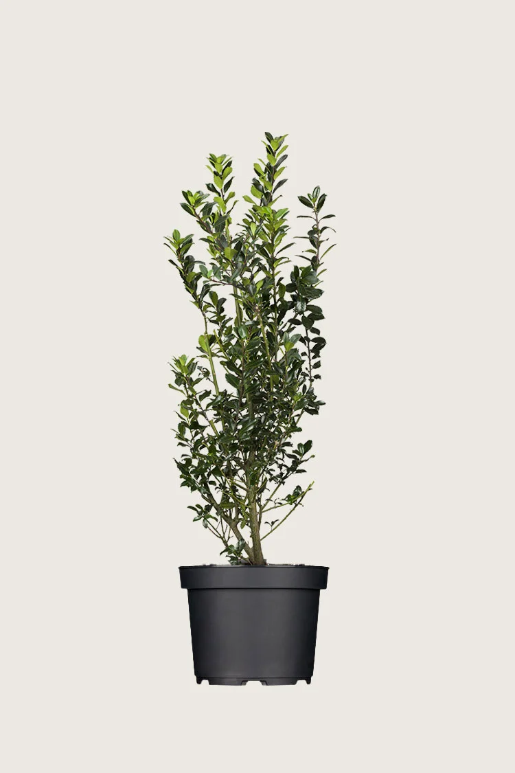 Pihaorjanlaakeri Heckenpracht 100cm Tuuhea | Plantinavia