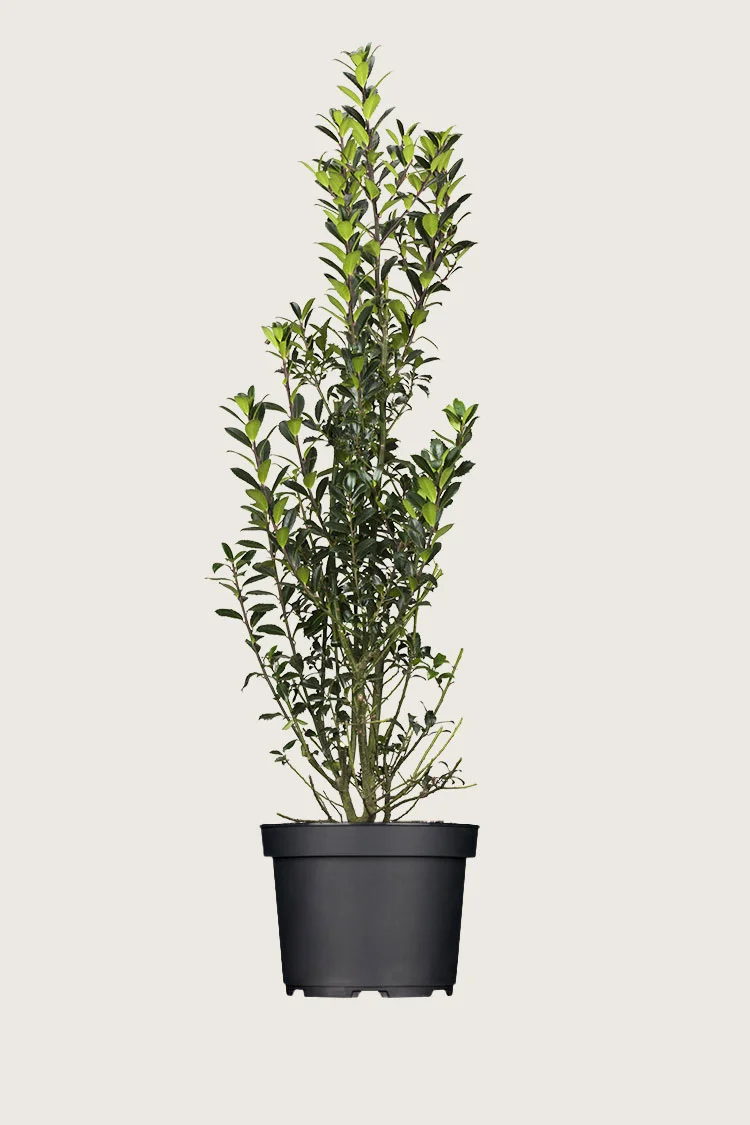 Pihaorjanlaakeri Heckenpracht 300cm Tuuhea | Plantinavia