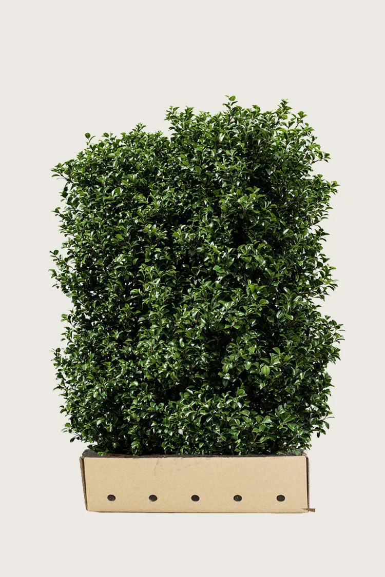 Pihaorjanlaakeri Heckenpracht 100cm Hyvin tuuhea | Plantinavia