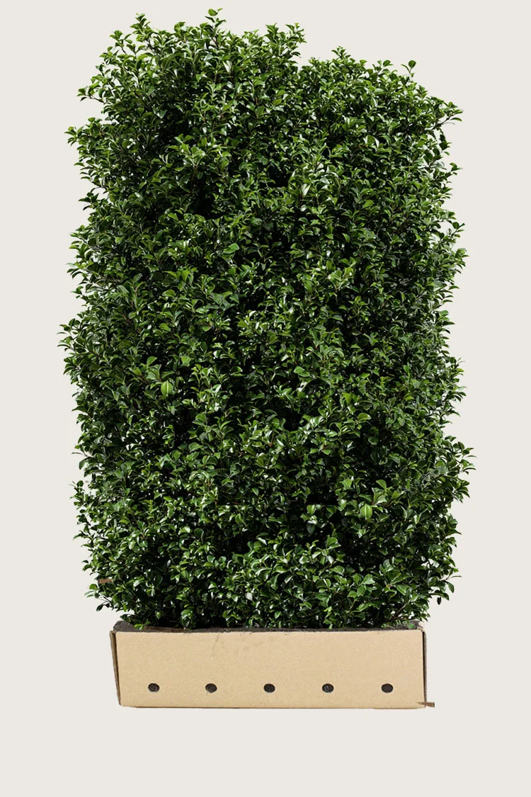 Pihaorjanlaakeri Heckenpracht 200cm Hyvin tuuhea | Plantinavia