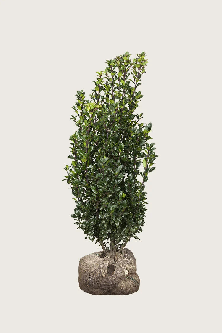 Pihaorjanlaakeri Heckenstar 150cm Hyvin tuuhea | Plantinavia
