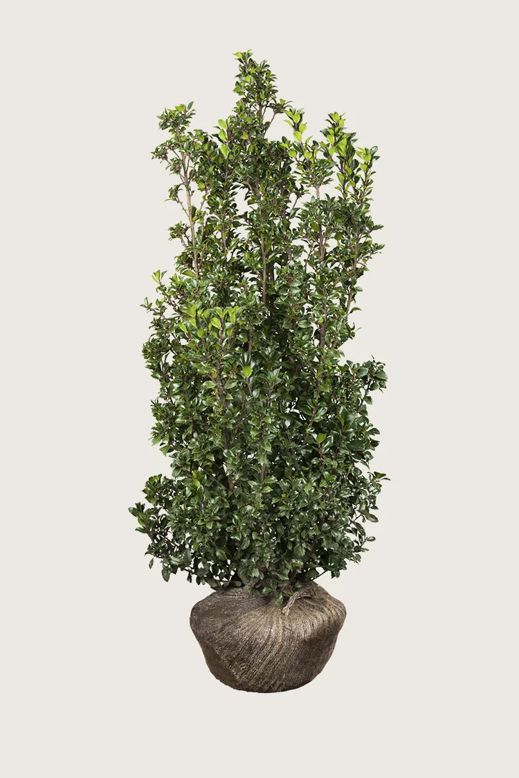 Pihaorjanlaakeri Heckenstar 200cm Hyvin tuuhea | Plantinavia