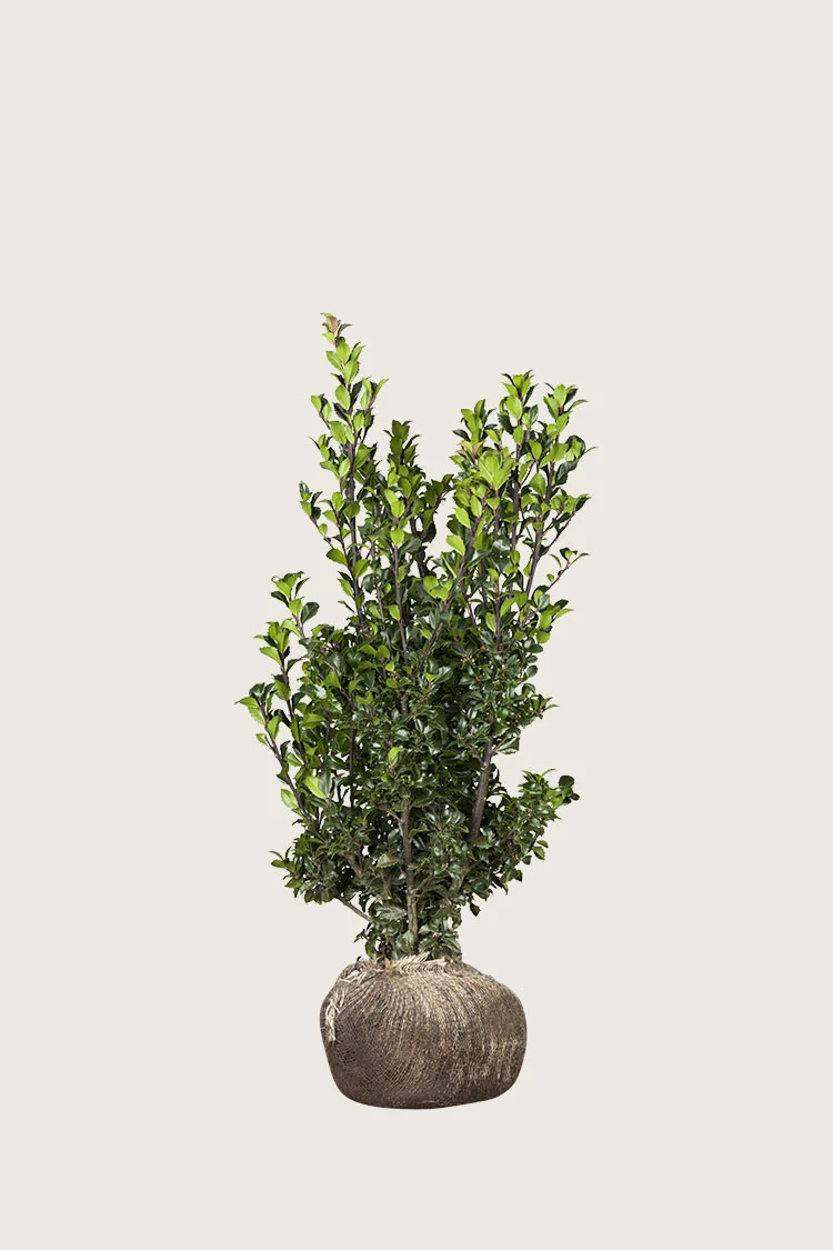 Pihaorjanlaakeri Heckenstar 60cm Hyvin tuuhea | Plantinavia