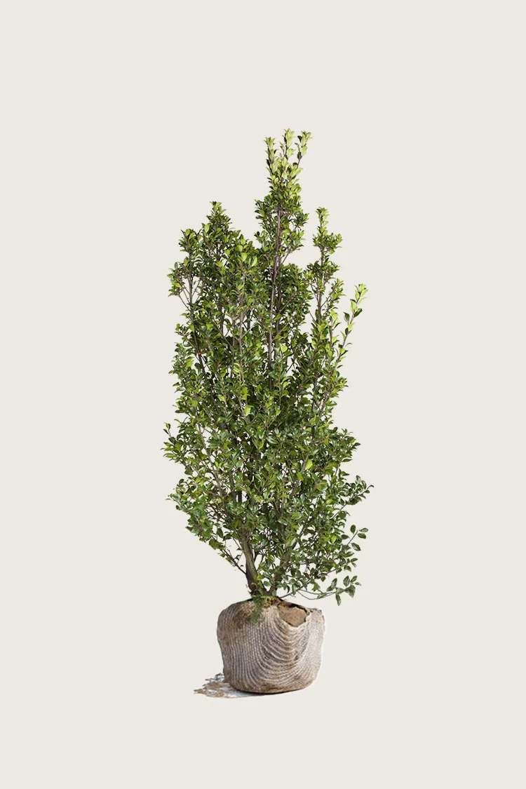 Pihaorjanlaakeri Heckenstar 125cm Tuuhea | Plantinavia