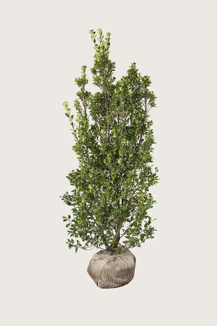 Pihaorjanlaakeri Heckenstar 200cm Tuuhea | Plantinavia