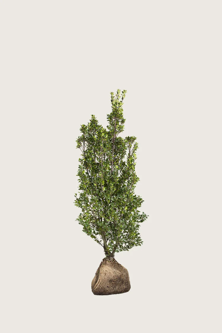Pihaorjanlaakeri Heckenstar 40cm Tuuhea | Plantinavia