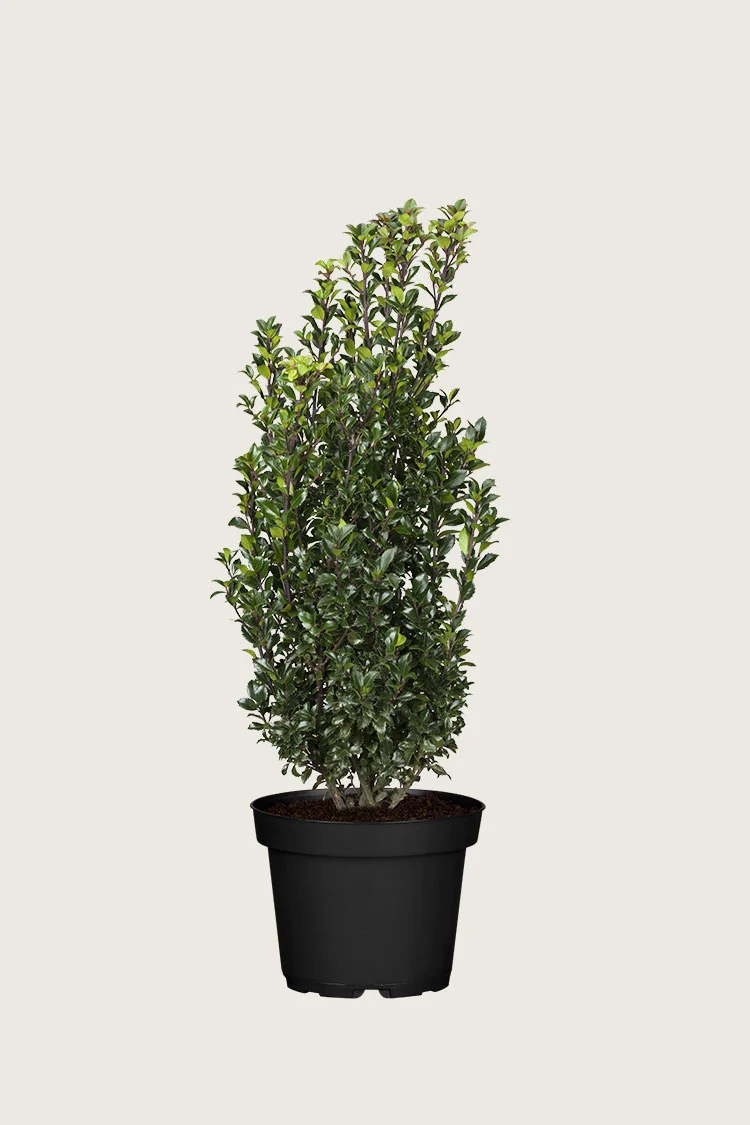 Pihaorjanlaakeri Heckenstar 100cm Hyvin tuuhea | Plantinavia