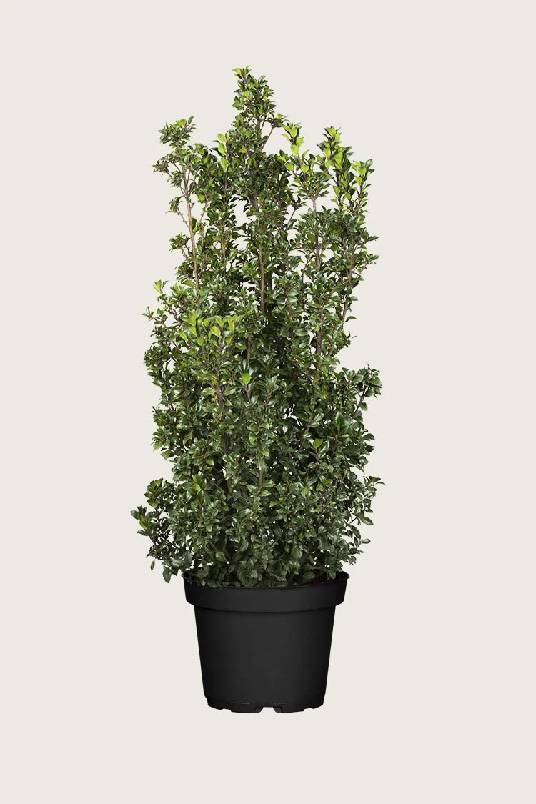 Pihaorjanlaakeri Heckenstar 300cm Hyvin tuuhea | Plantinavia