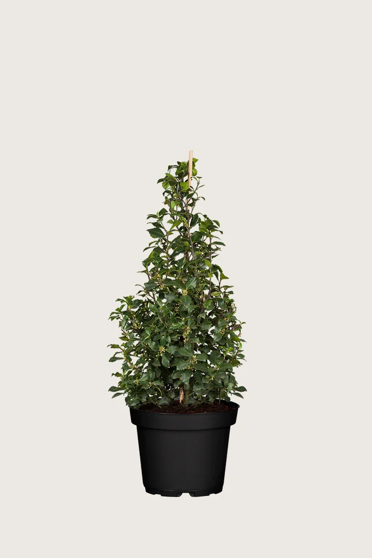Pihaorjanlaakeri Heckenstar 80cm Hyvin tuuhea | Plantinavia