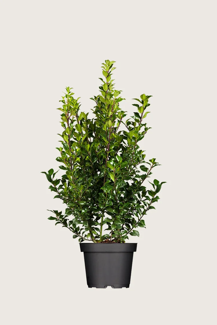 Pihaorjanlaakeri Heckenstar 150cm Tuuhea | Plantinavia