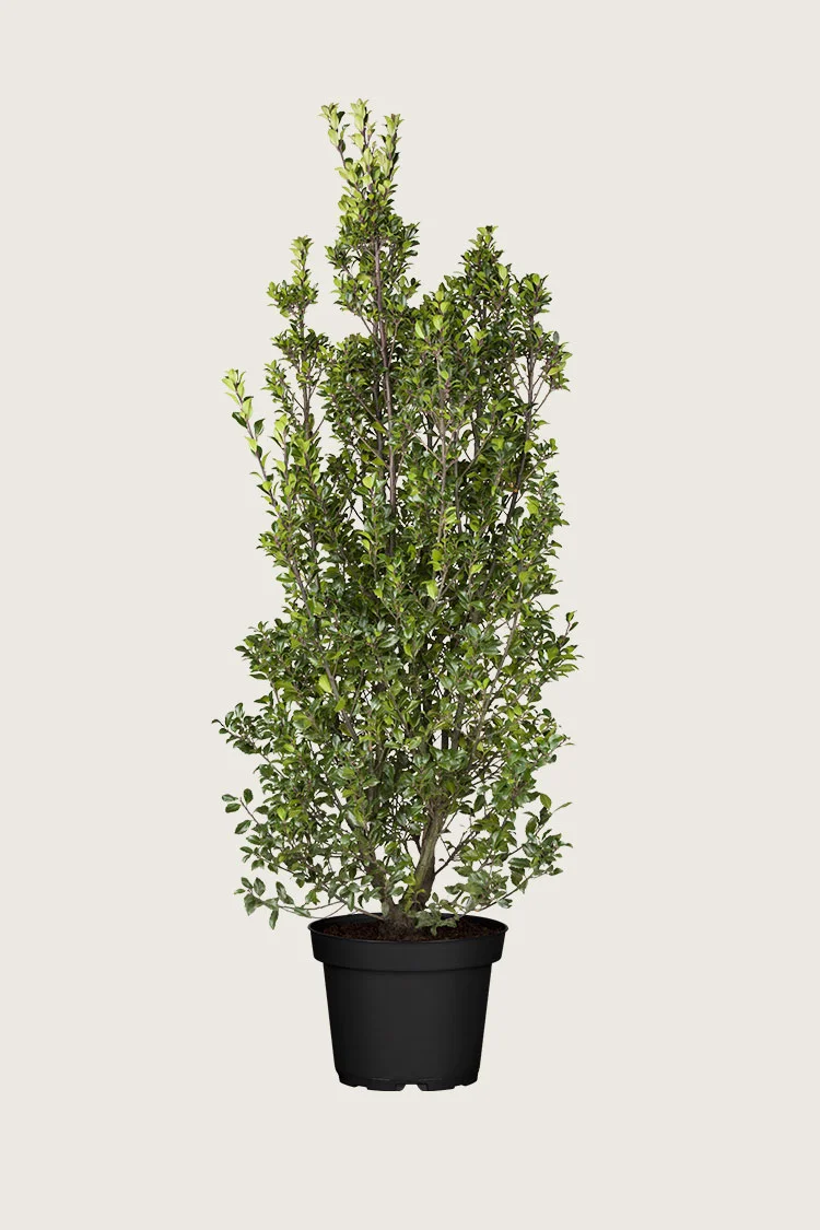 Pihaorjanlaakeri Heckenstar 200cm Tuuhea | Plantinavia