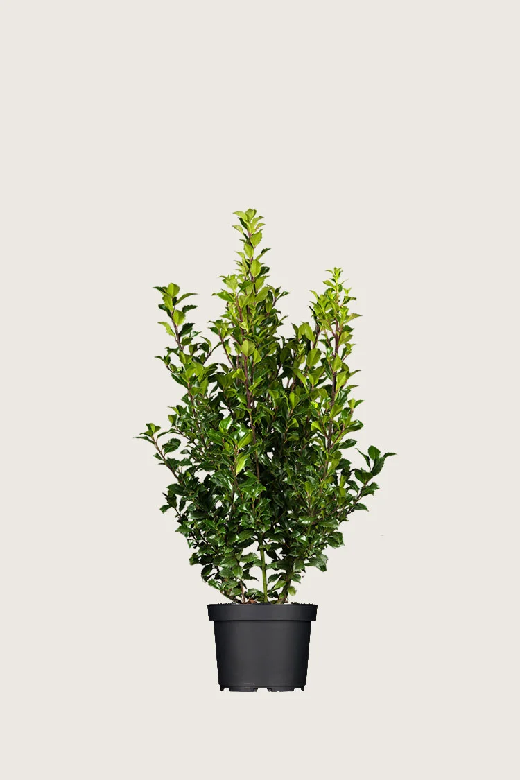 Pihaorjanlaakeri Heckenstar 80cm Tuuhea | Plantinavia