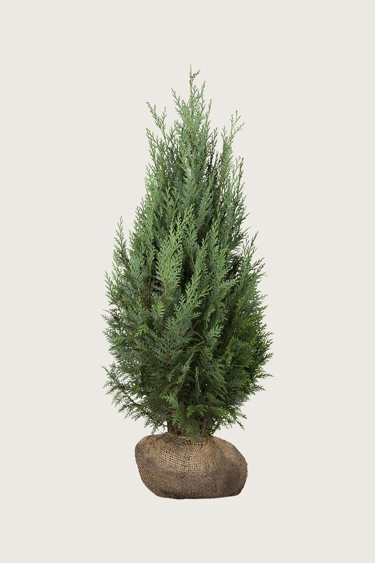 Pilarituija 150cm Hyvin tuuhea | Plantinavia