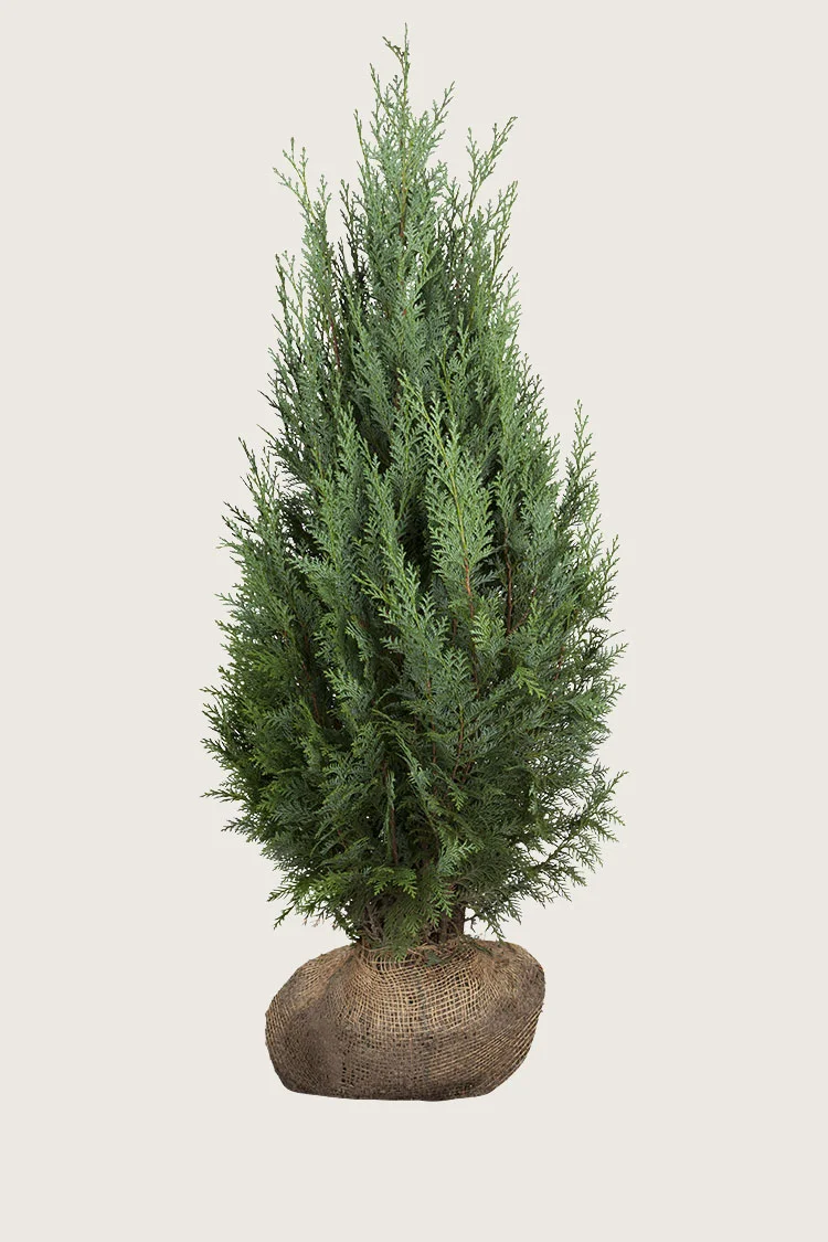 Pilarituija 250cm Hyvin tuuhea | Plantinavia