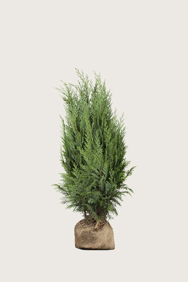 Pilarituija 60cm Hyvin tuuhea | Plantinavia